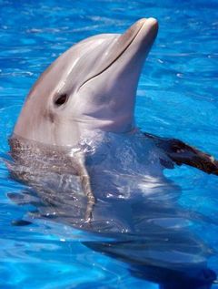 Immagine profilo di delfina-curiosa